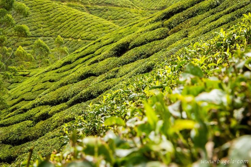 唯美一望无际的绿色茶园风景图片大全