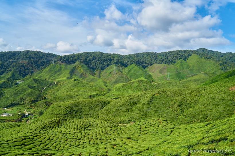 唯美一望无际的绿色茶园风景图片大全