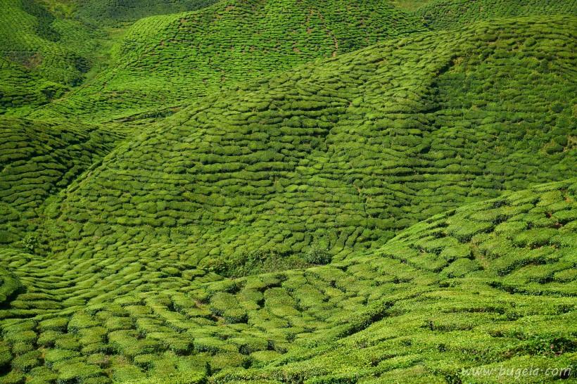 唯美一望无际的绿色茶园风景图片大全