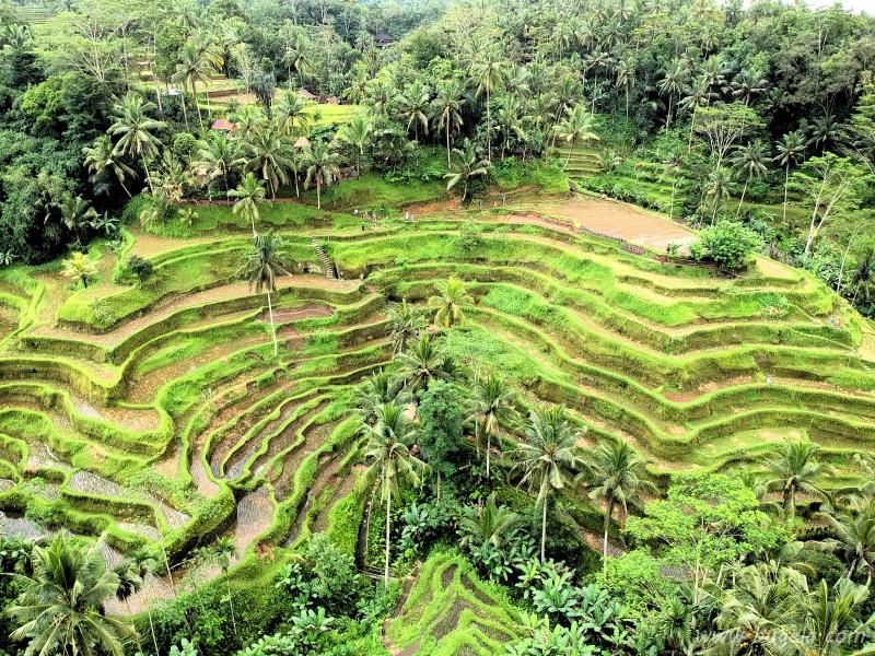 超美层层叠叠的绿色梯田风景图片大全