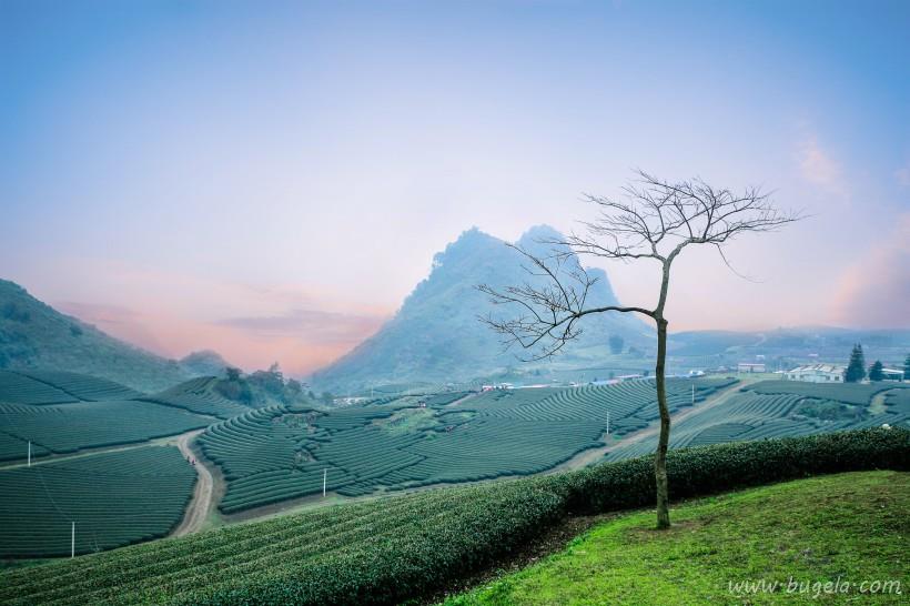 唯美一望无际的绿色茶园风景图片大全