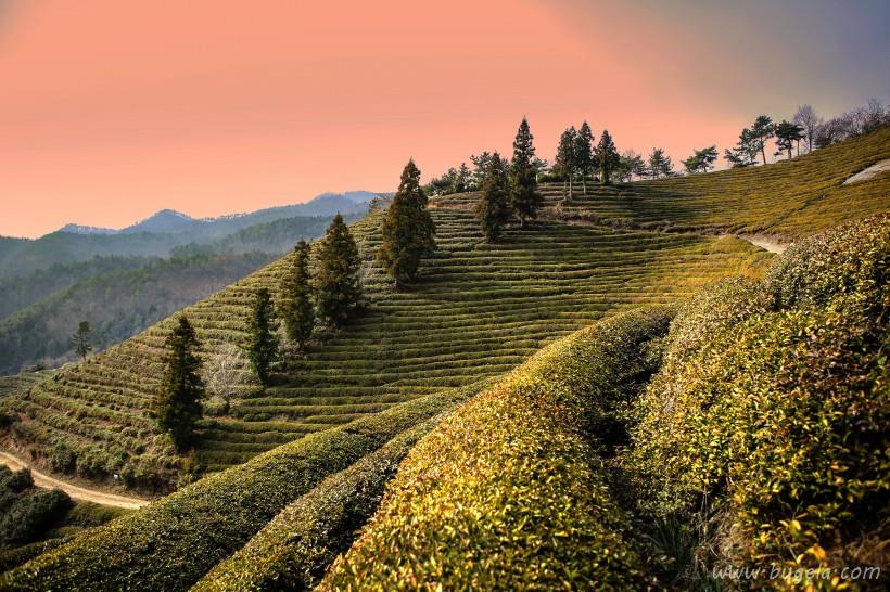 唯美一望无际的绿色茶园风景图片大全