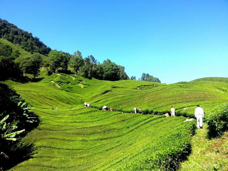 唯美一望无际的绿色茶园风景图片大全