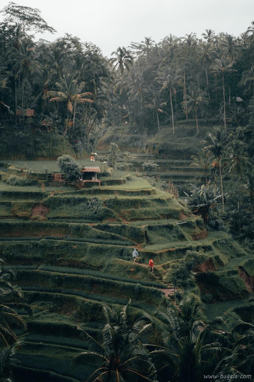超美层层叠叠的绿色梯田风景图片大全