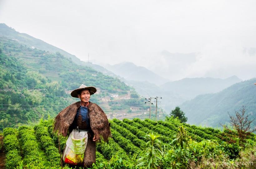 唯美一望无际的绿色茶园风景图片大全