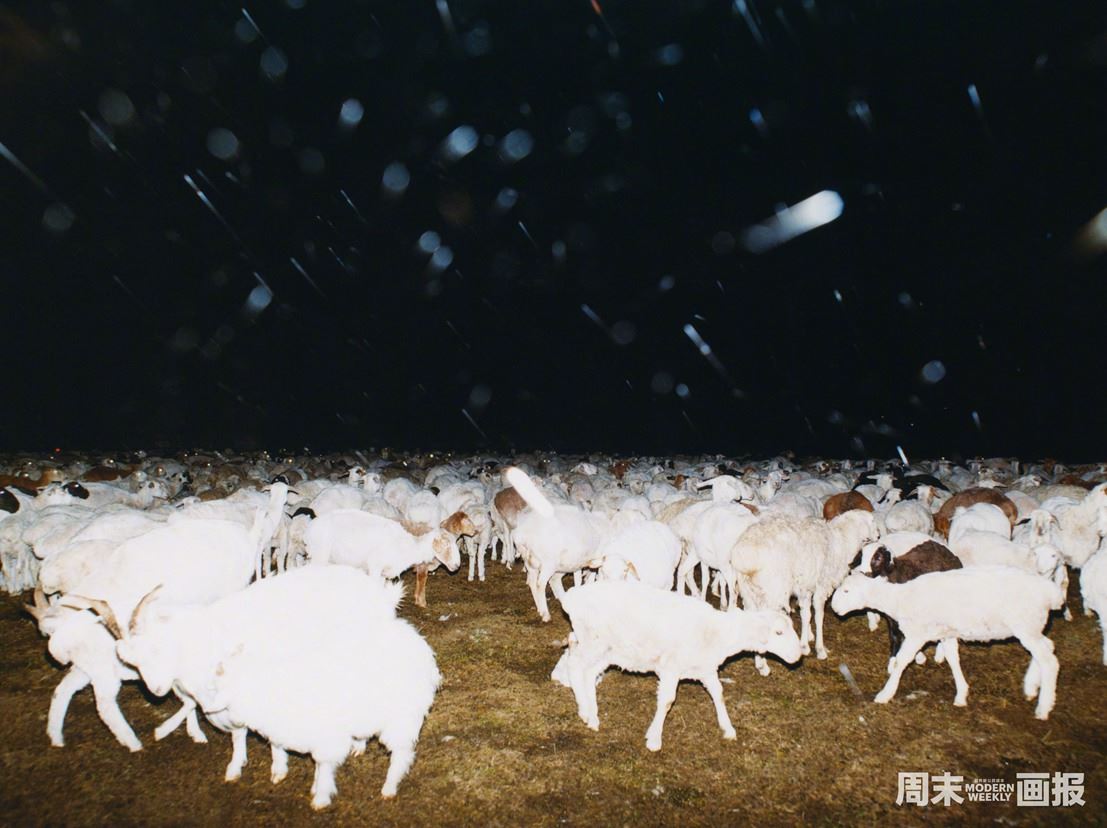 郭采洁有多喜欢羊和草原最新游牧大片