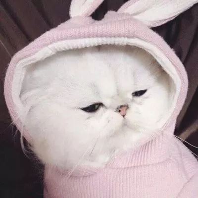 微信情侣头像 左一右 猫咪图片