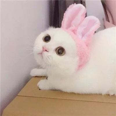 微信情侣头像 左一右 猫咪图片