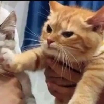 微信情侣头像 左一右 猫咪图片