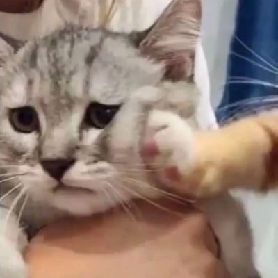 微信情侣头像 左一右 猫咪图片