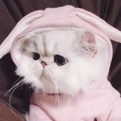 微信情侣头像 左一右 猫咪图片