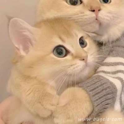 2021一对两张超甜乖巧爱人头像图片