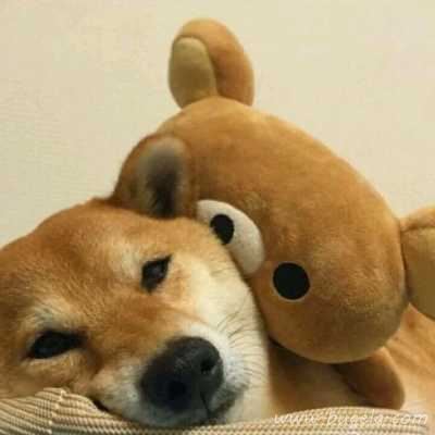 诙谐哈士奇情头头像图片