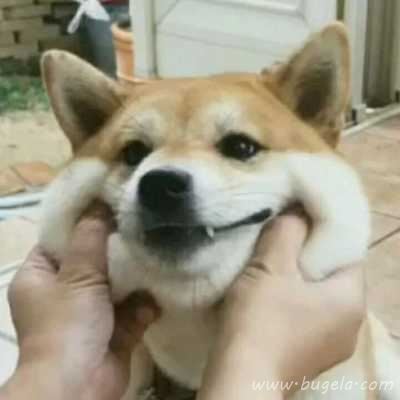 诙谐哈士奇情头头像图片