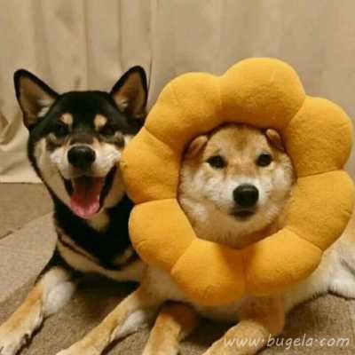 诙谐哈士奇情头头像图片