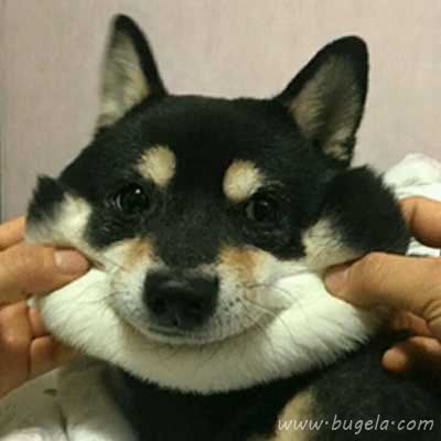 诙谐哈士奇情头头像图片