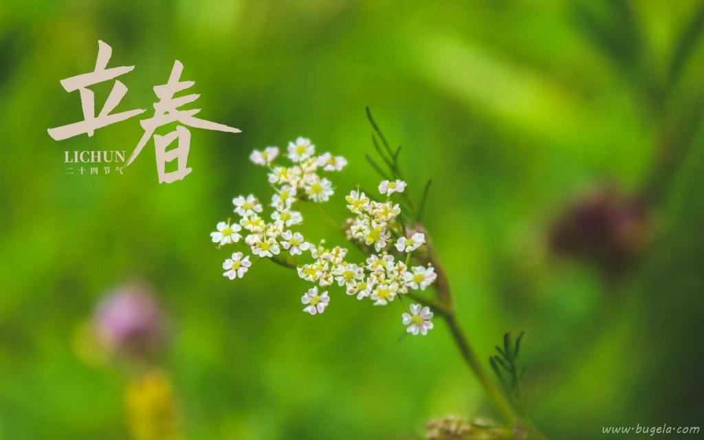 立春时节小清新文艺风背景图图片