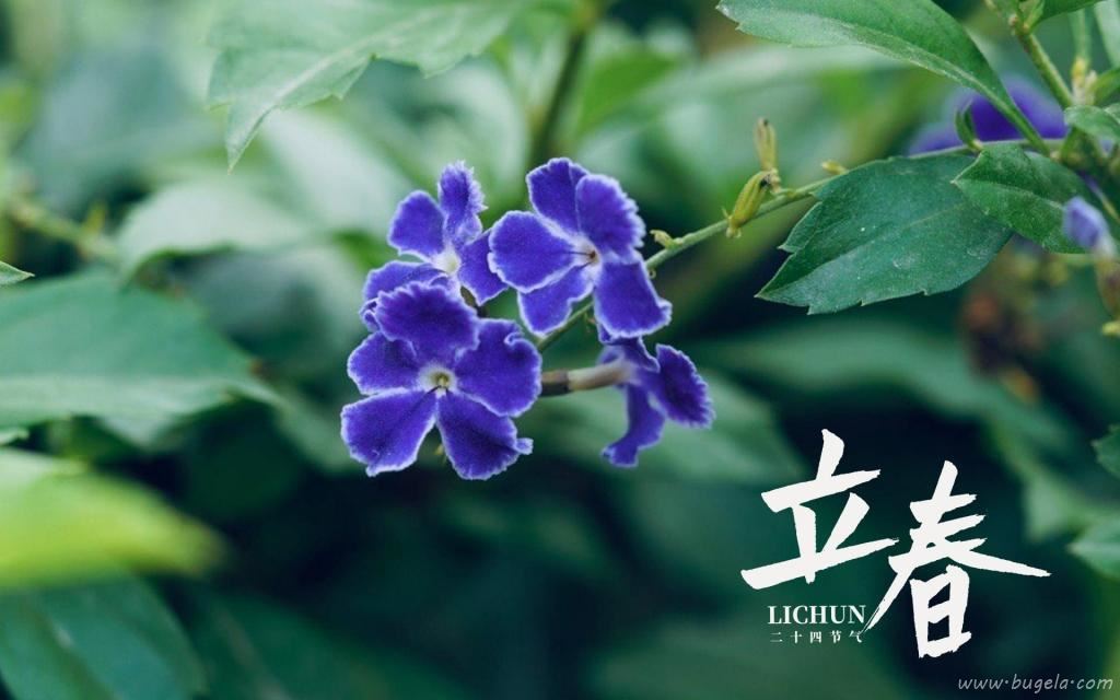 立春节气唯美的罗兰花图片