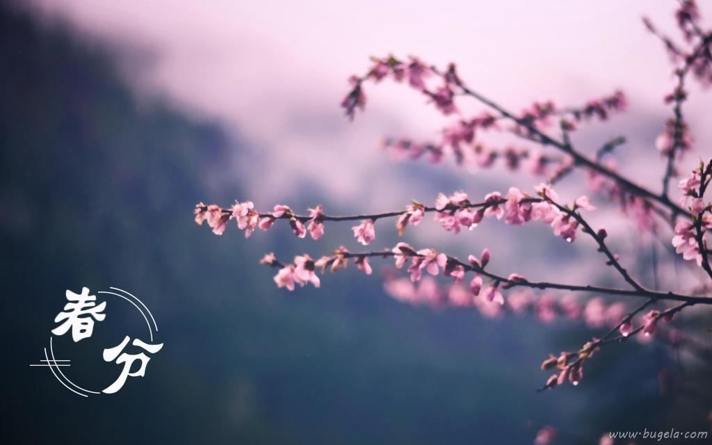 春分时节迷人的花朵风光图片