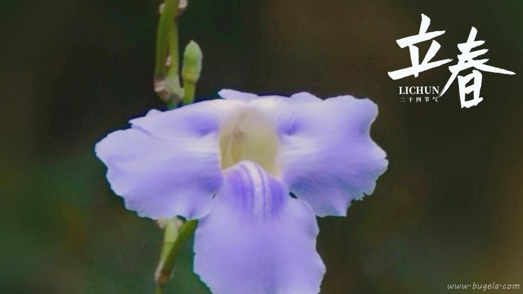 立春时节小清新山牵牛图片