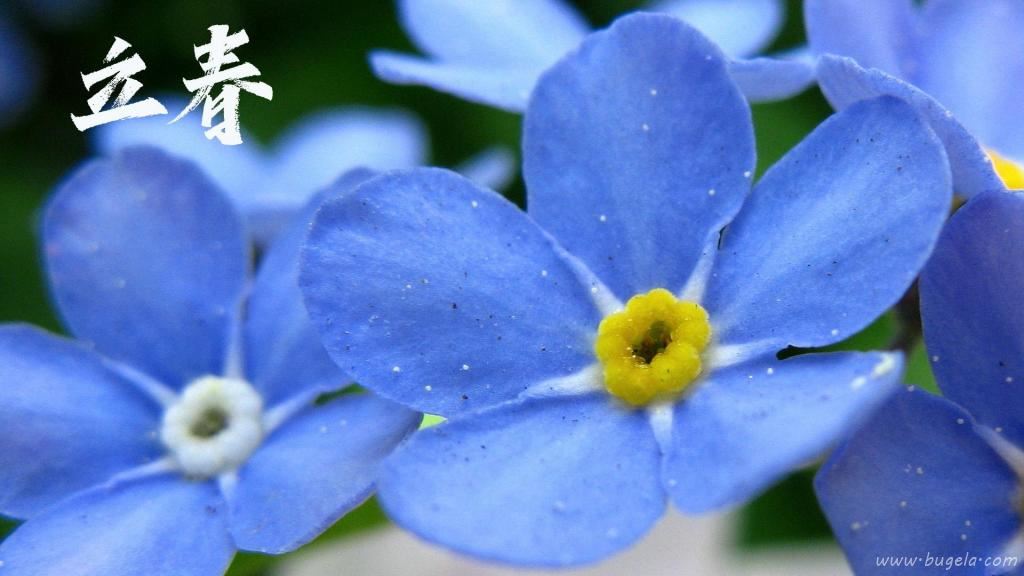 立春节气小清新勿忘我图片