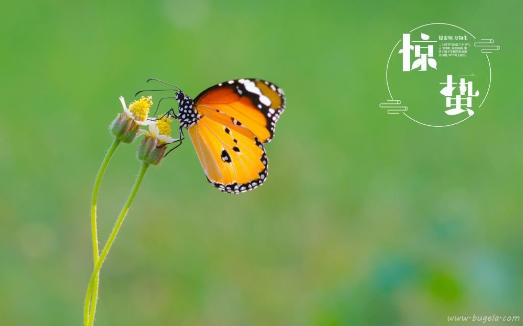 传统节日之惊蛰到来图片