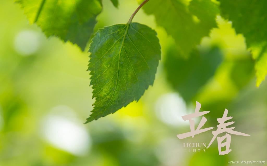 立春时节小清新文艺风背景图图片