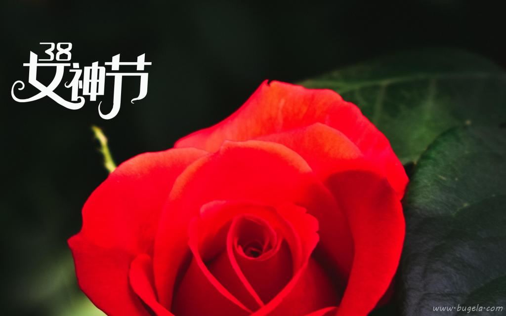 3.8女神节鲜艳的玫瑰图片