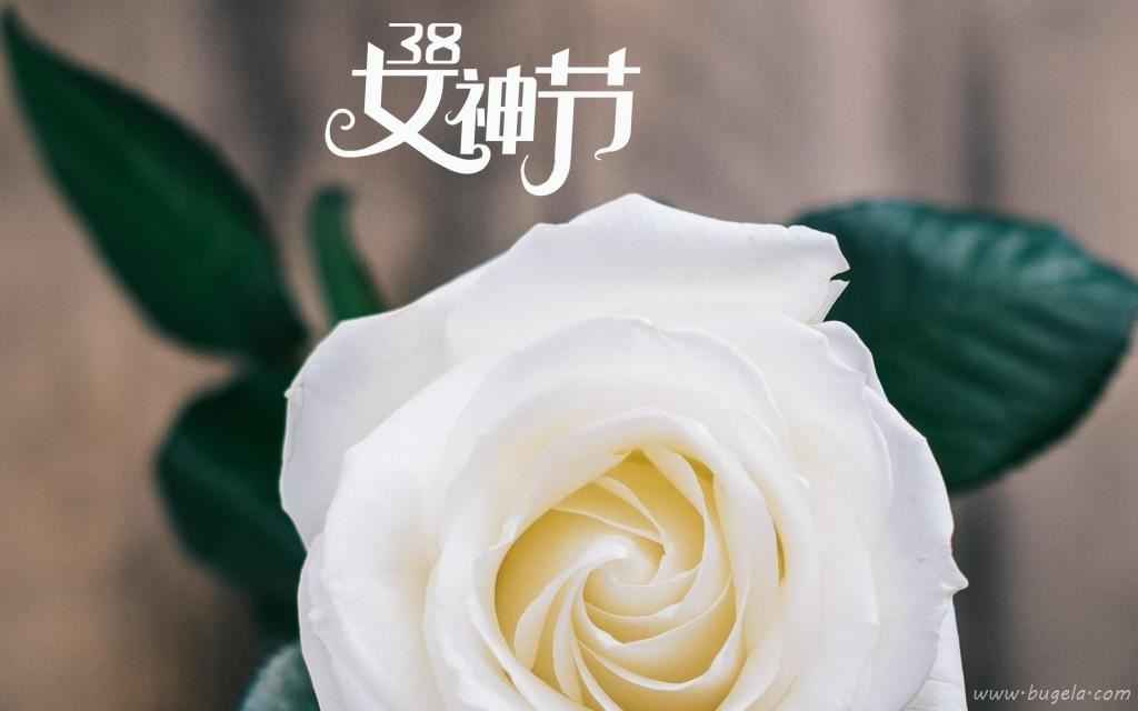 3.8女神节鲜艳的玫瑰图片