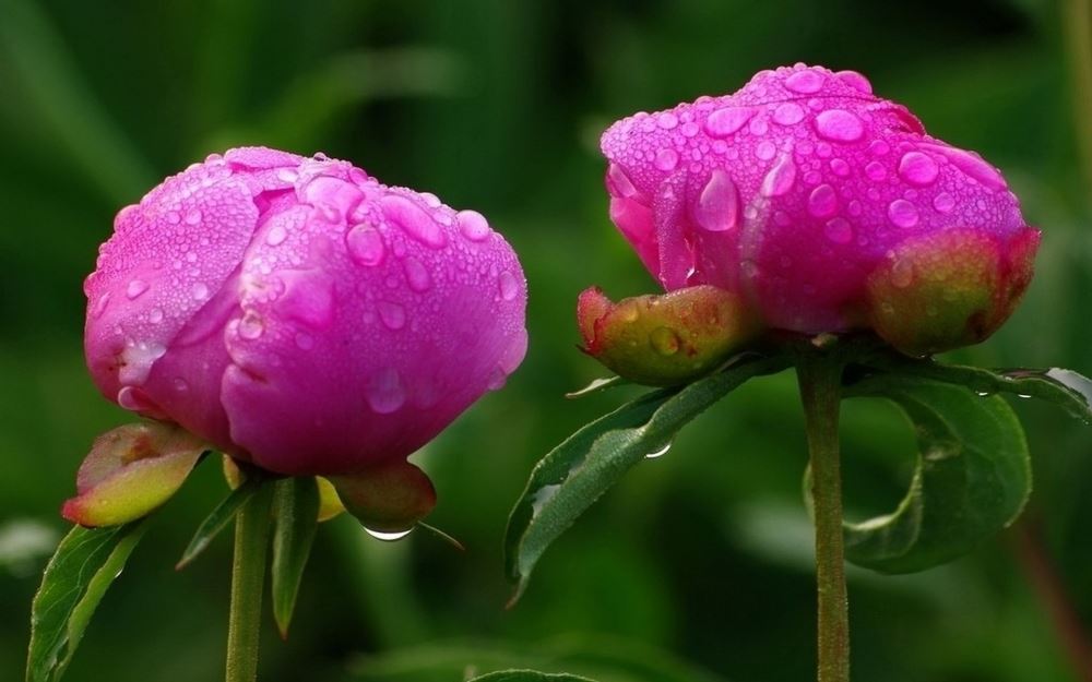 清晨大自然美丽风景沾着露水的芍药花高清电脑桌面壁纸图片