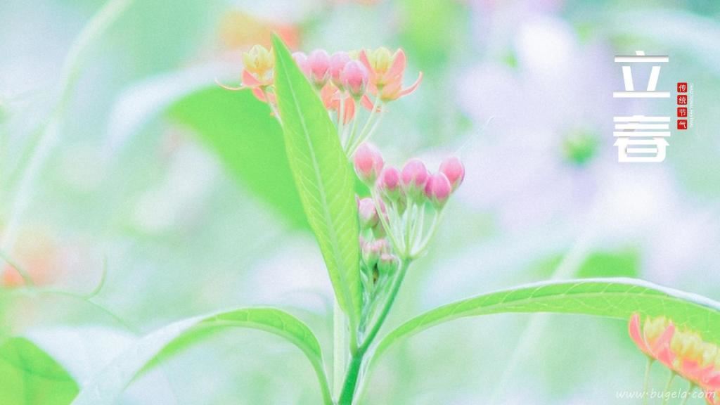 24节气之立春清新唯美风光图片