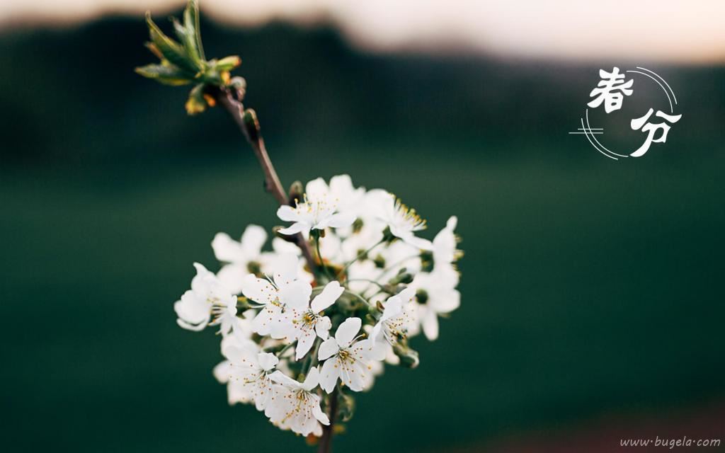 春分时节迷人的花朵风光图片