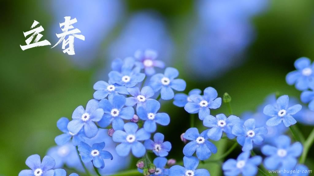 立春节气小清新勿忘我图片