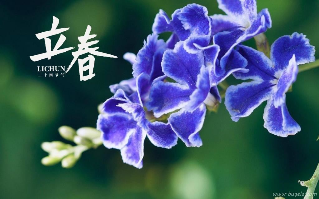 立春节气唯美的罗兰花图片