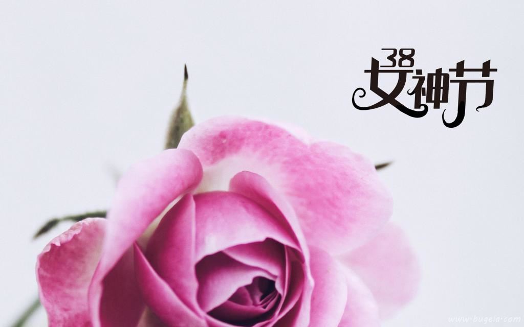 3.8女神节鲜艳的玫瑰图片