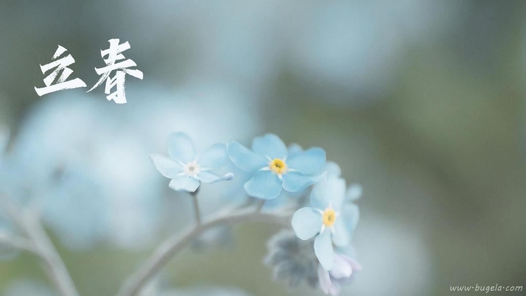 立春节气小清新勿忘我图片