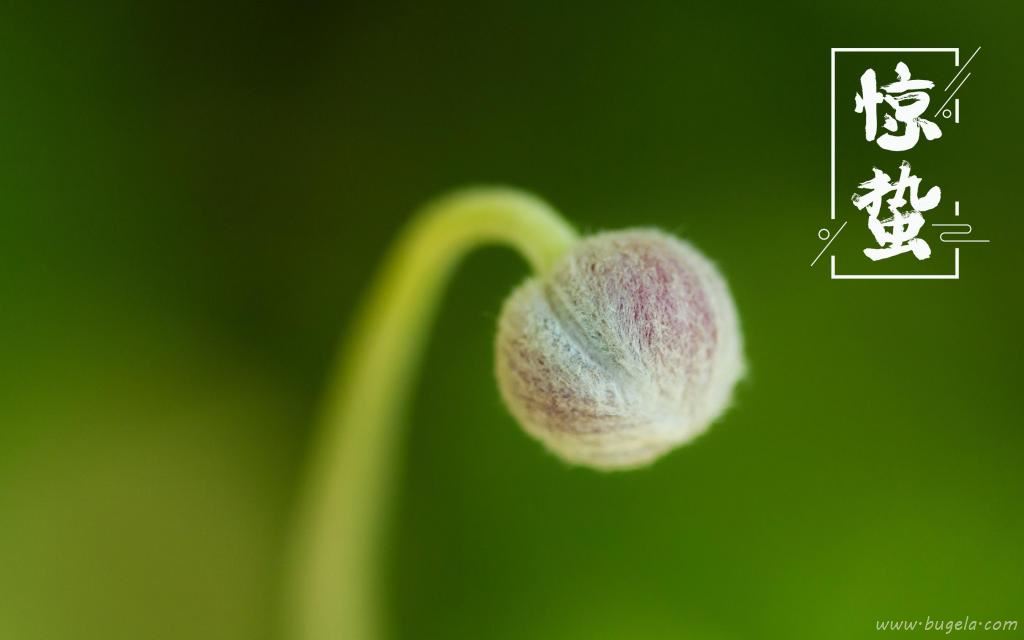 二十四节气之唯美惊蛰图片