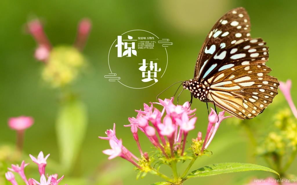 传统节日之惊蛰到来图片