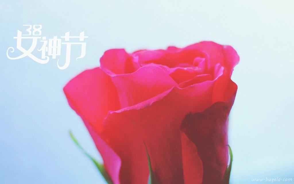 3.8女神节鲜艳的玫瑰图片