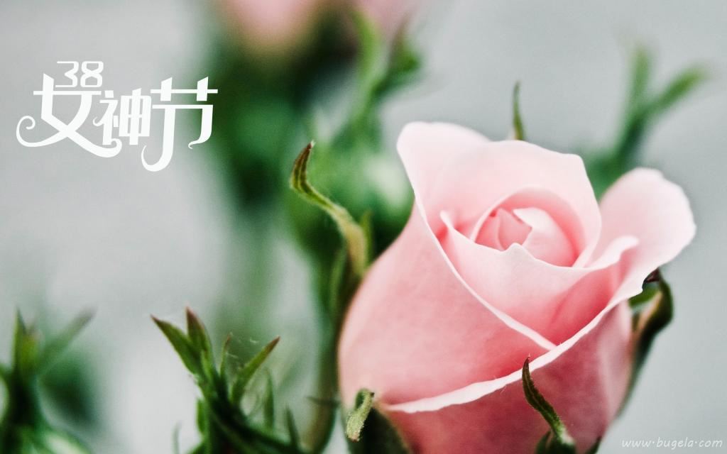 3.8女神节鲜艳的玫瑰图片