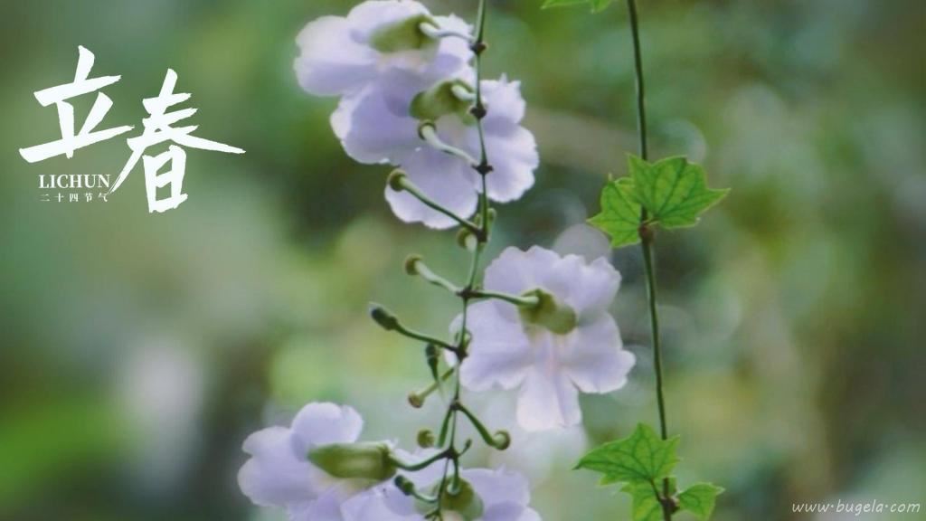 立春时节小清新山牵牛图片