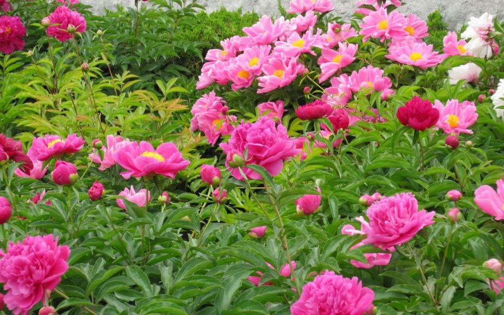 清晨大自然美丽风景沾着露水的芍药花高清电脑桌面壁纸图片