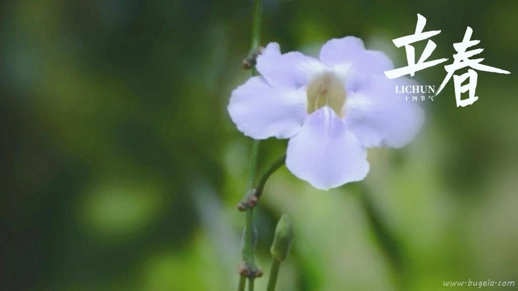 立春时节小清新山牵牛图片