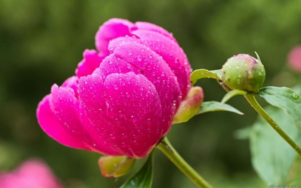清晨大自然美丽风景沾着露水的芍药花高清电脑桌面壁纸图片