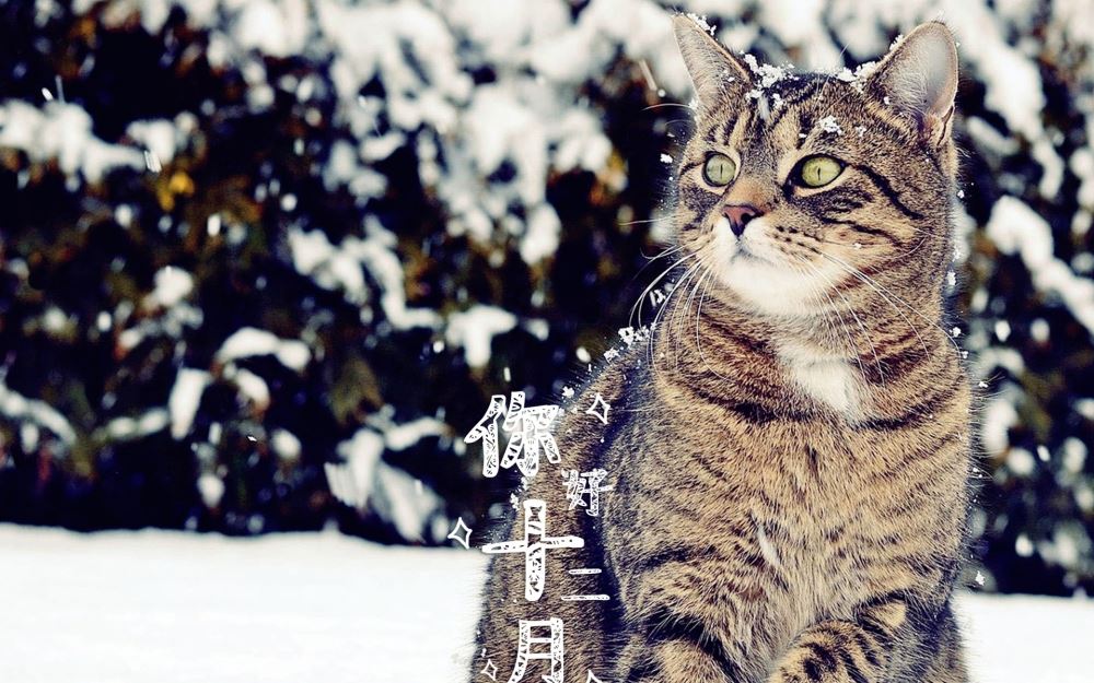十二月鹅毛大雪美丽的户外大自然风景带文字电脑桌面壁纸图片