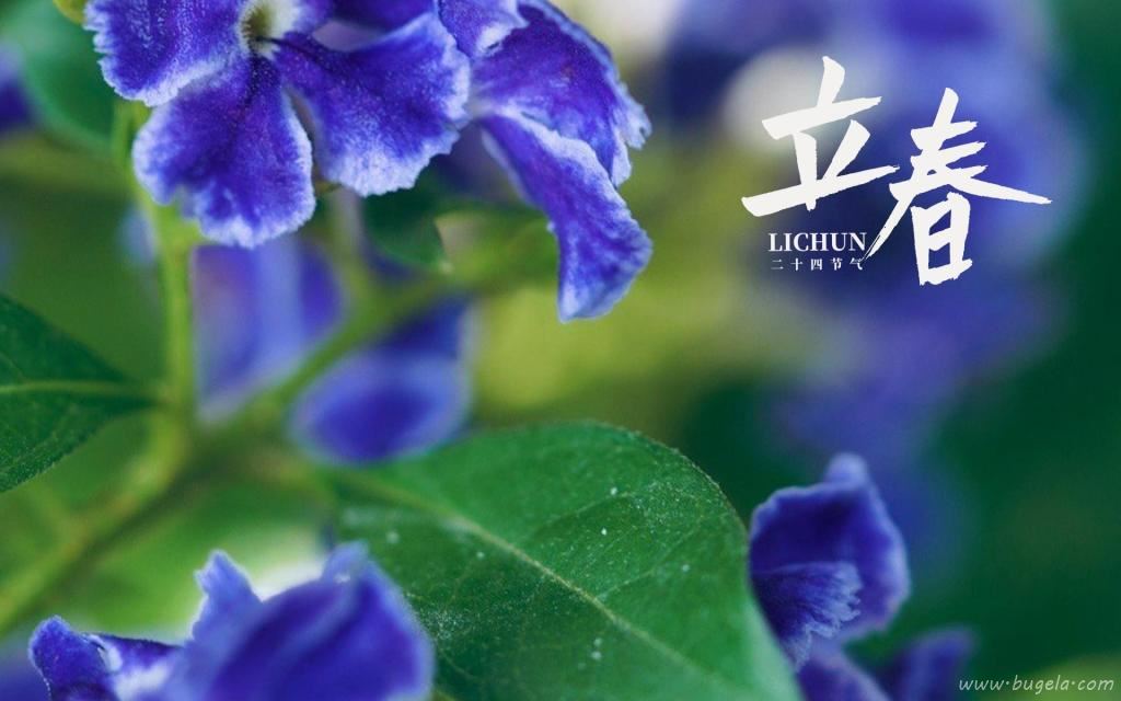 立春节气唯美的罗兰花图片