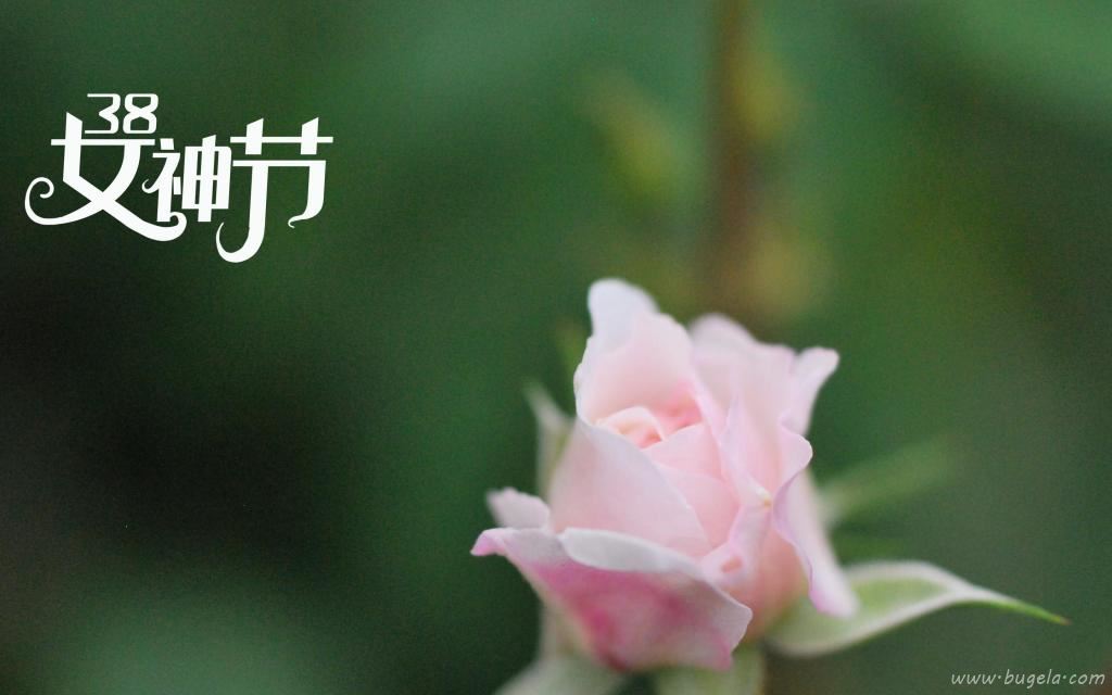 3.8女神节鲜艳的玫瑰图片