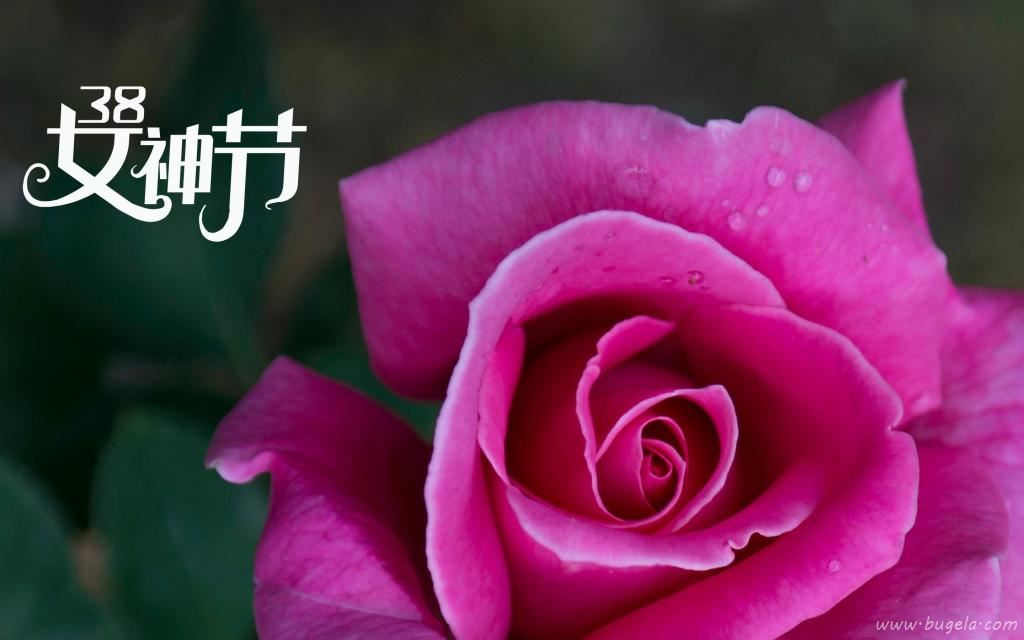 3.8女神节鲜艳的玫瑰图片
