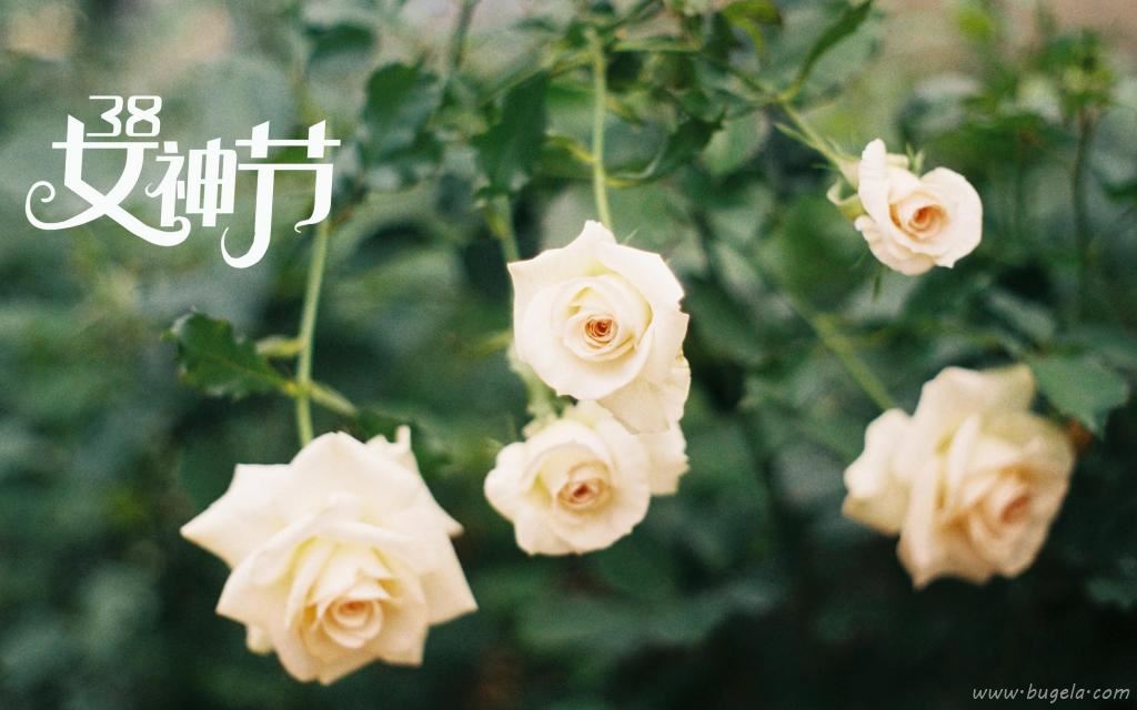 3.8女神节鲜艳的玫瑰图片
