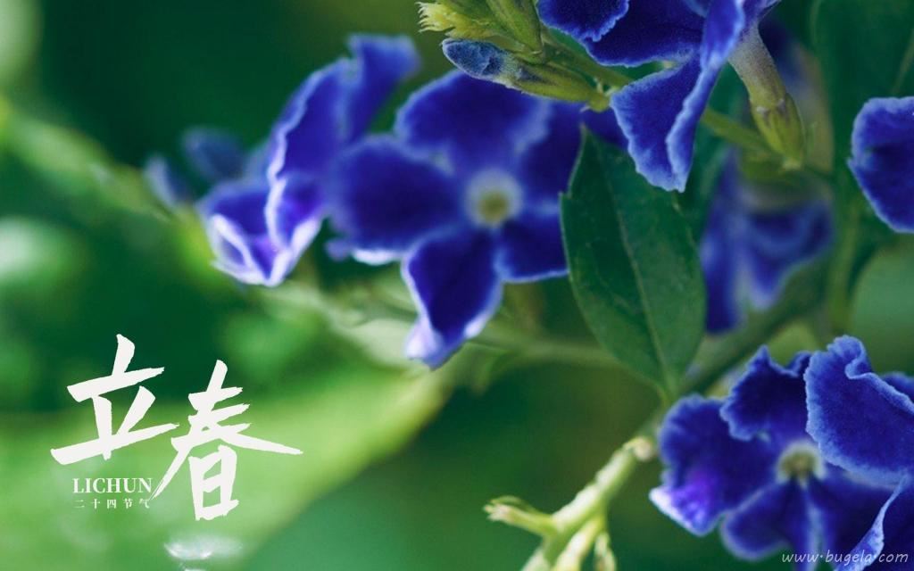 立春节气唯美的罗兰花图片